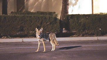 Neighborhood Coyotes