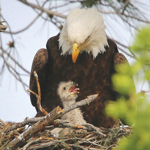 Speaking Of Eagles In Sacramento - Inside Sacramento