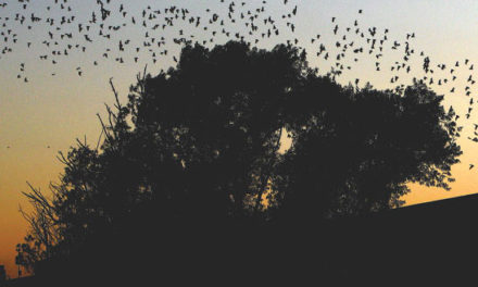 Beauty in Bats