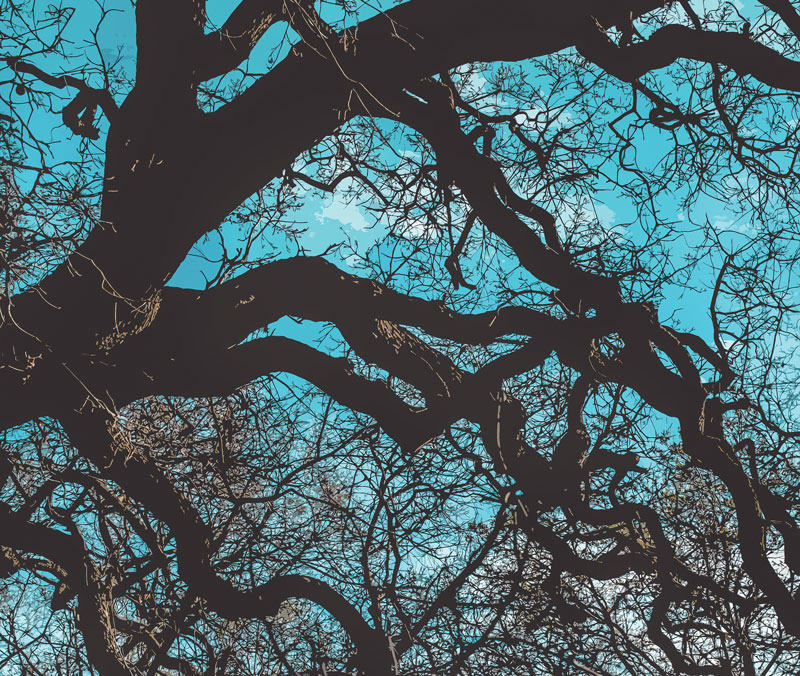 Cover Artist Aniko Kiezel