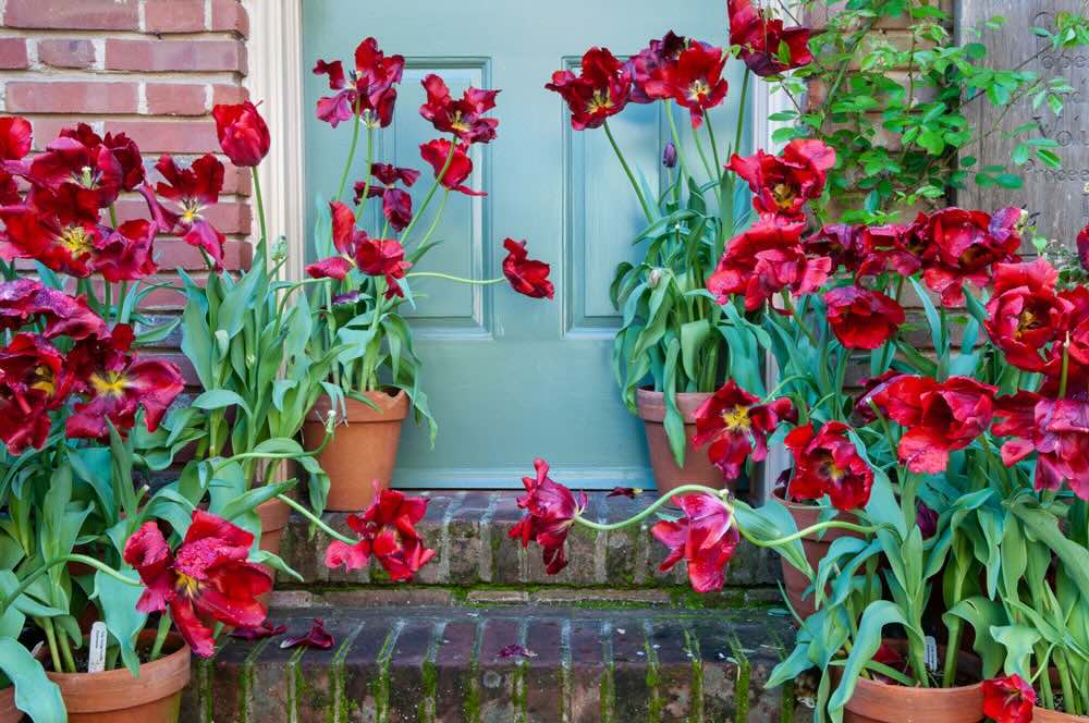 Cover Artist Sue Scholey