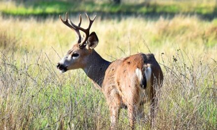 Animal Oust