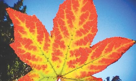 Fall Guise