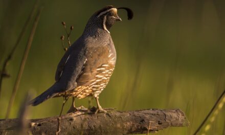 Cover Artist Brad Branan