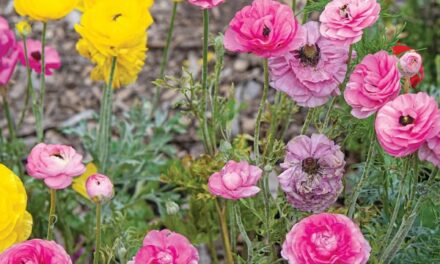 Pocket Life May 2026