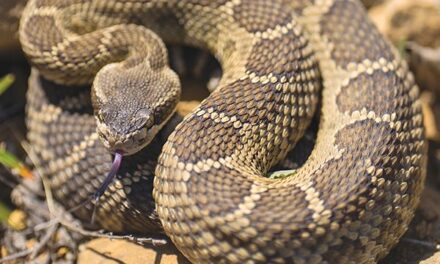 Snake Safety