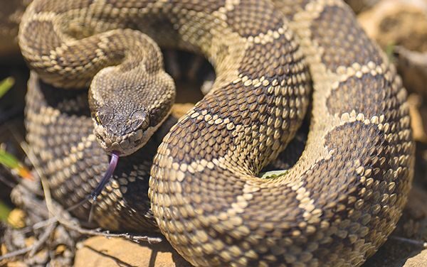 Snake Safety
