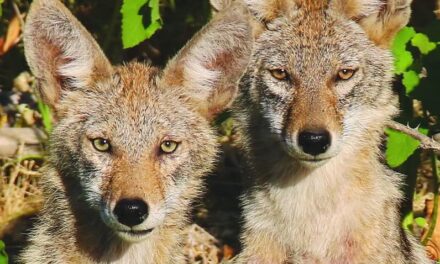 Coyote Calling