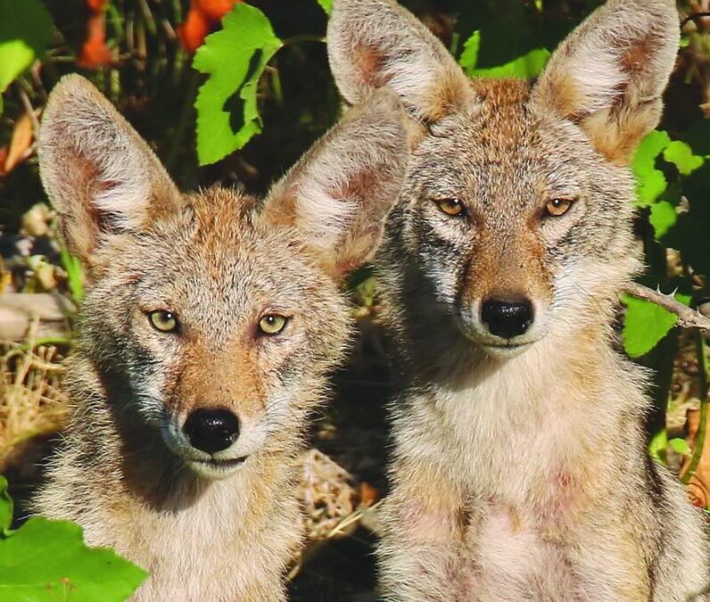 Coyote Calling